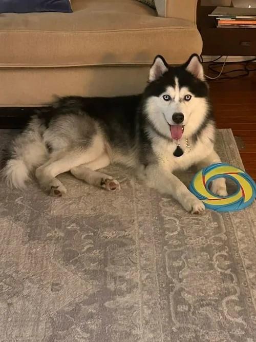 Enlarge Bluey, a ADOPTABLE Siberian Husky in Winter Springs, FL image 1/6