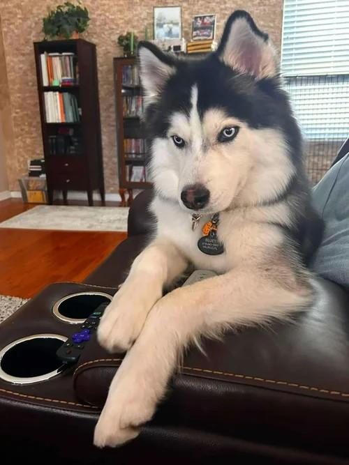 Enlarge Bluey, a ADOPTABLE Siberian Husky in Winter Springs, FL image 3/6