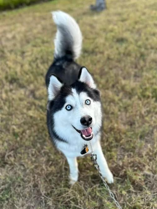 Enlarge Bluey, a ADOPTABLE Siberian Husky in Winter Springs, FL image 2/6