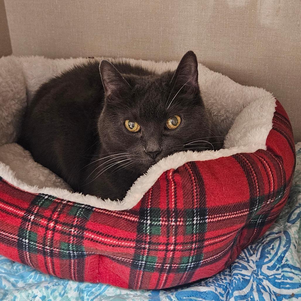 Bella, Adoptable, Senior Female Domestic Short Hair.