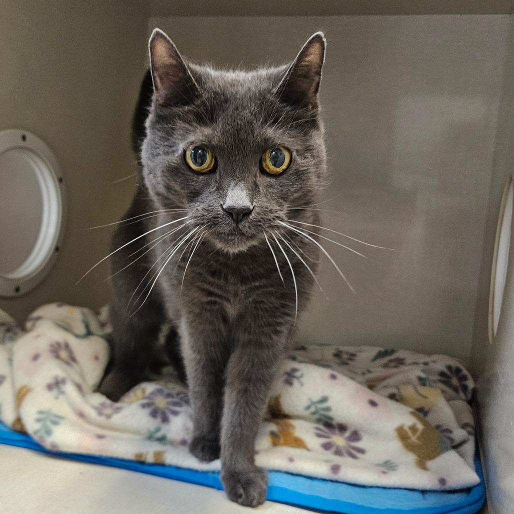 Enlarge Bella, a Adoptable Domestic Short Hair in Conway, NH image 2/3