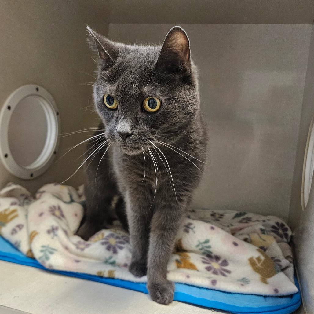 Enlarge Bella, a Adoptable Domestic Short Hair in Conway, NH image 3/3