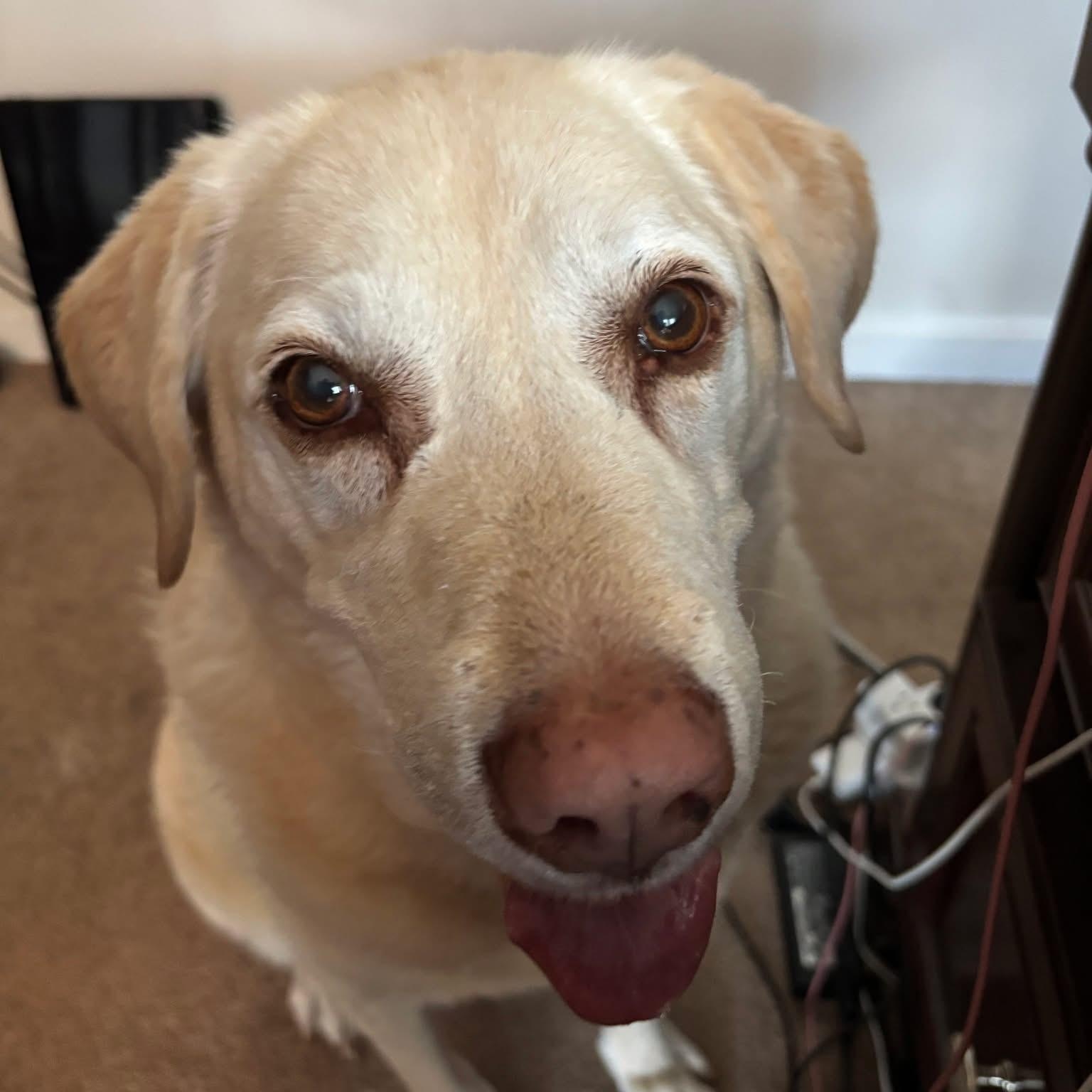 Abby, a Adoptable mixed breed in Elkton, MD image 4/6