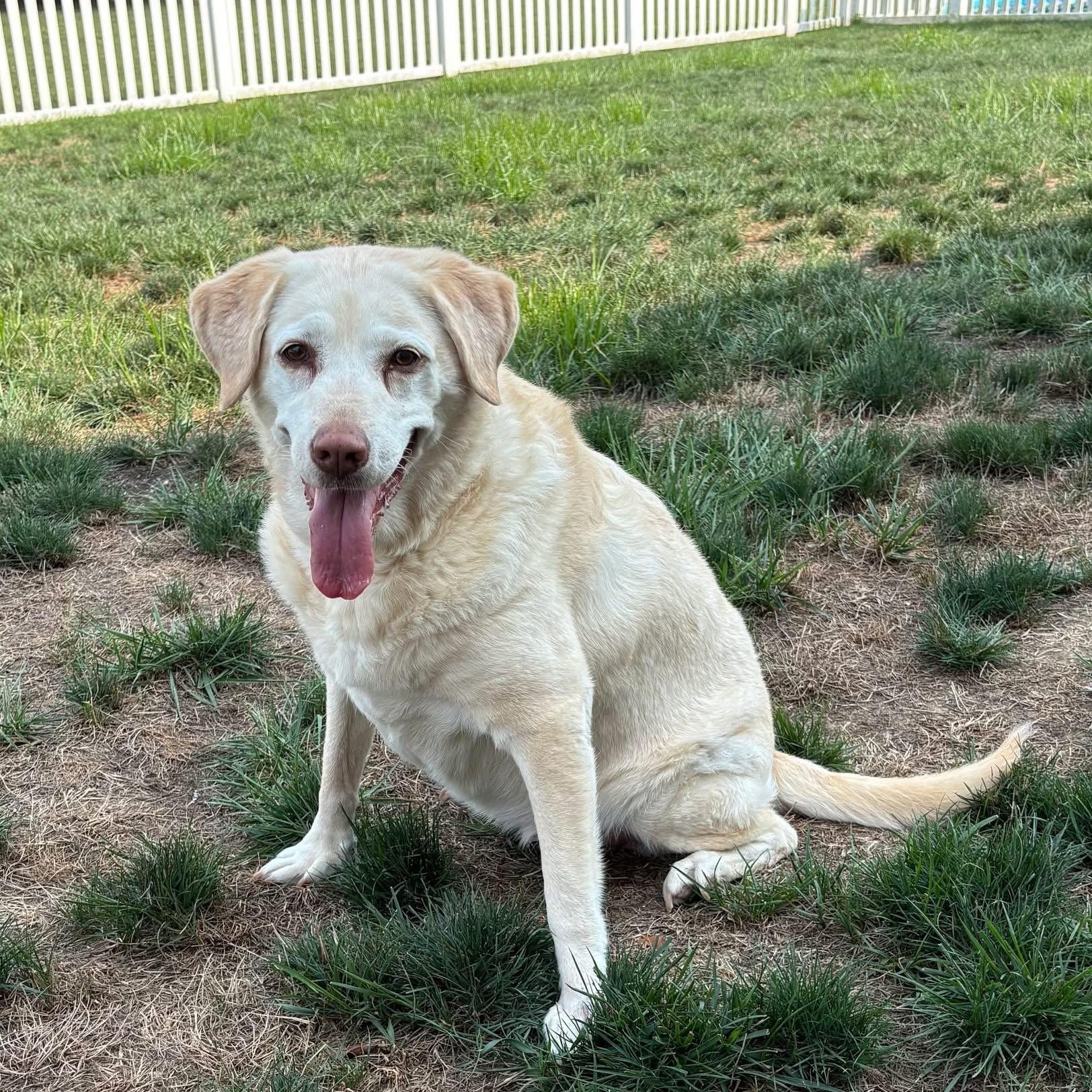Abby, a Adoptable mixed breed in Elkton, MD image 1/6