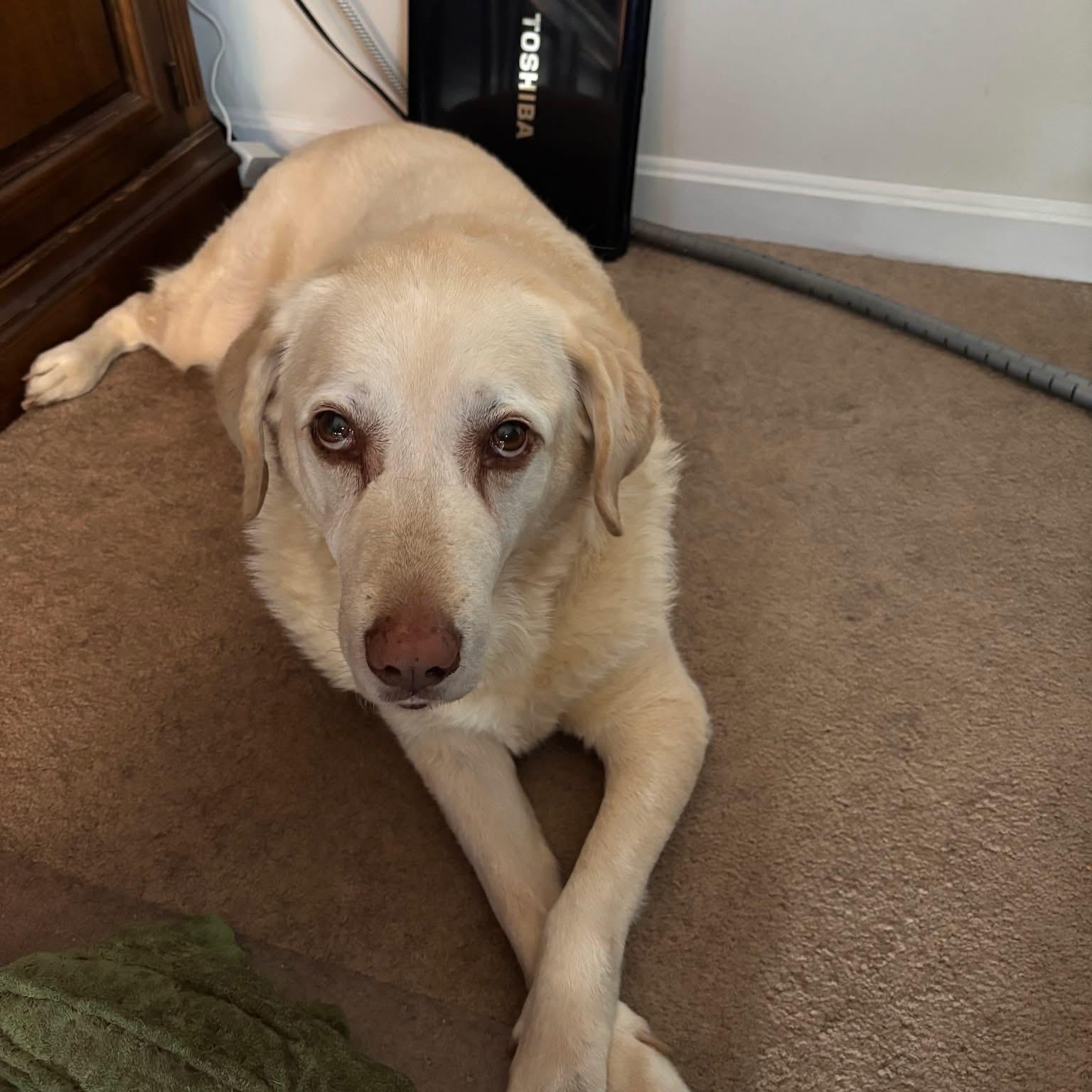 Abby, a Adoptable mixed breed in Elkton, MD image 5/6