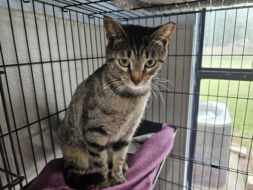 Enlarge Mary, a Adoptable Domestic Short Hair in Bossier City, LA image 1/1