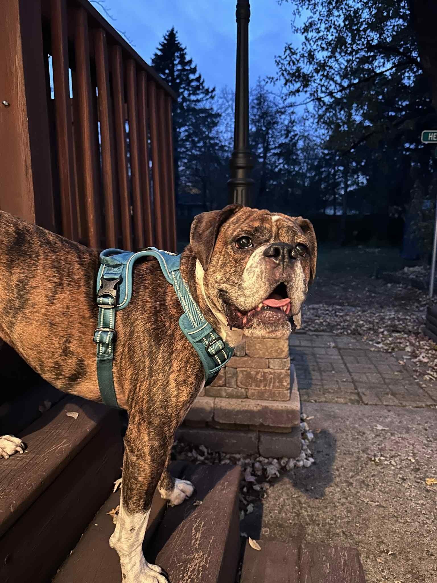 Winnie Cakes - ADOPTION PENDING!!, a Adoptable Boxer in Shakopee, MN image 2/3