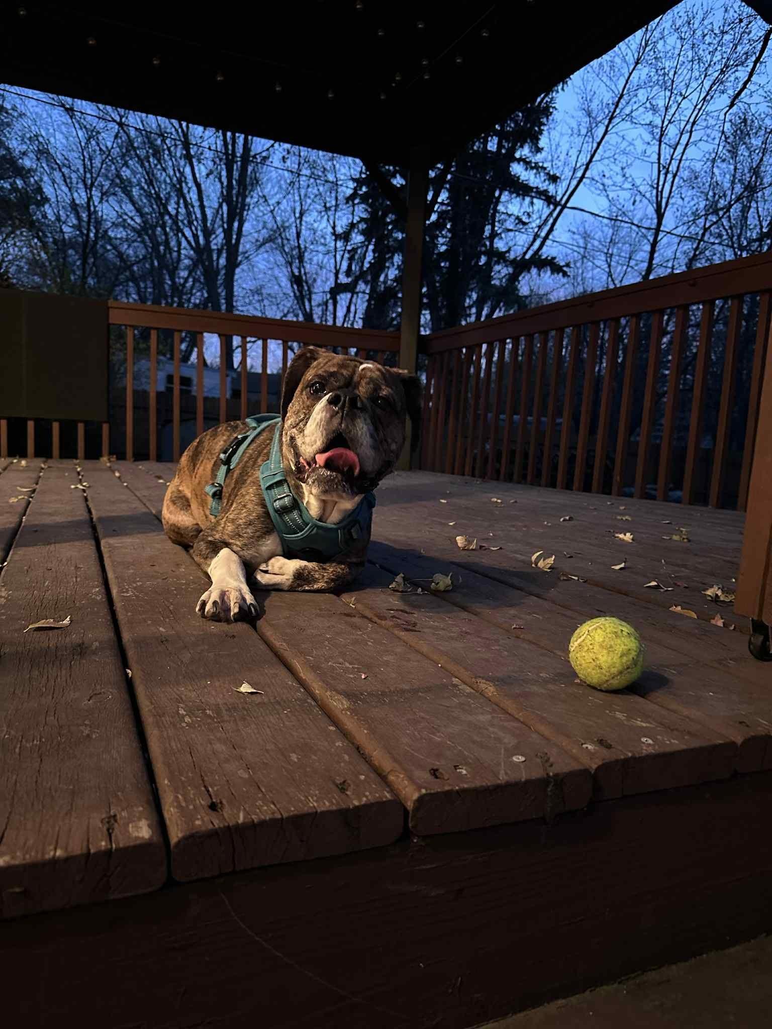 Winnie Cakes - ADOPTION PENDING!!, a Adoptable Boxer in Shakopee, MN image 3/3