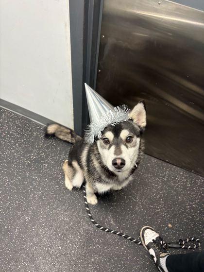 Meeko, Adoptable, Young Male Siberian Husky & Mixed Breed.