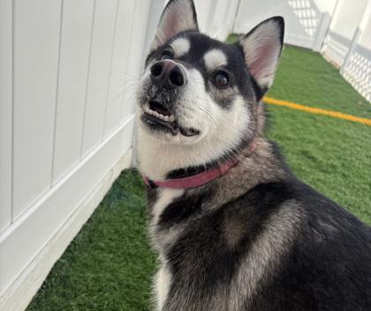 Enlarge Meeko, a Adoptable mixed breed in Alamo Heights, TX image 1/3