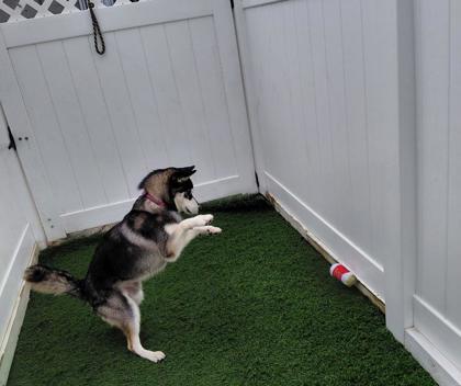 Meeko, Adoptable, Young Male Siberian Husky & Mixed Breed.