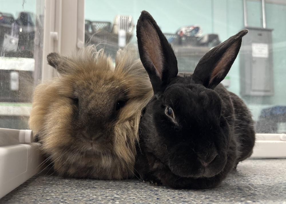 Tommy, Adoptable, Senior Male Mini Rex & Mini Rex.