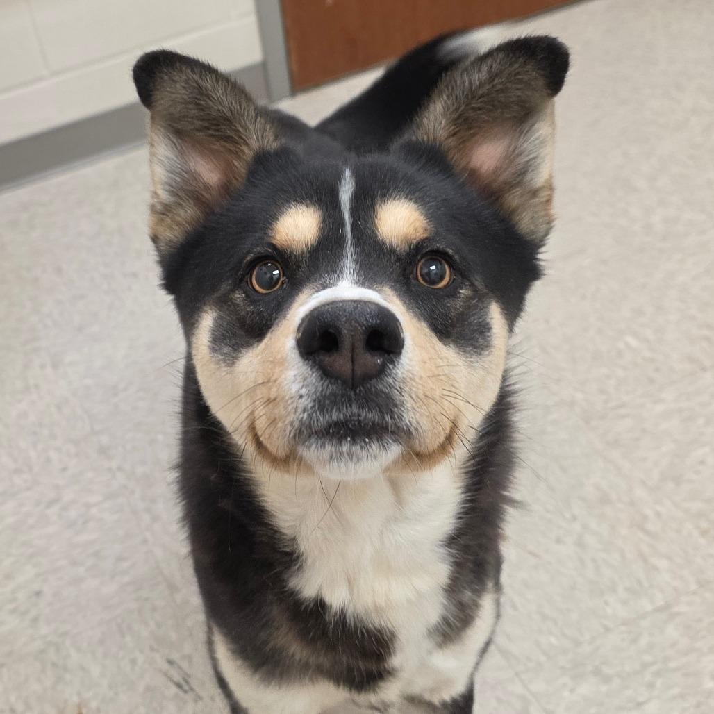 Gallium, Adoptable, Adult Male Husky & Mixed Breed.