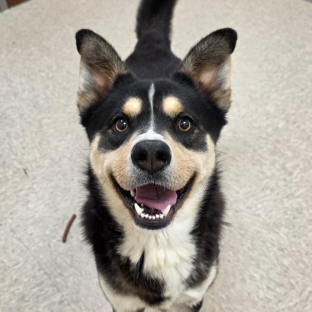 Gallium, a Adoptable mixed breed in Chatham, VA image 2/3