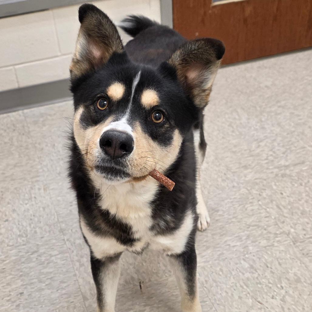 Gallium, a Adoptable mixed breed in Chatham, VA image 3/3