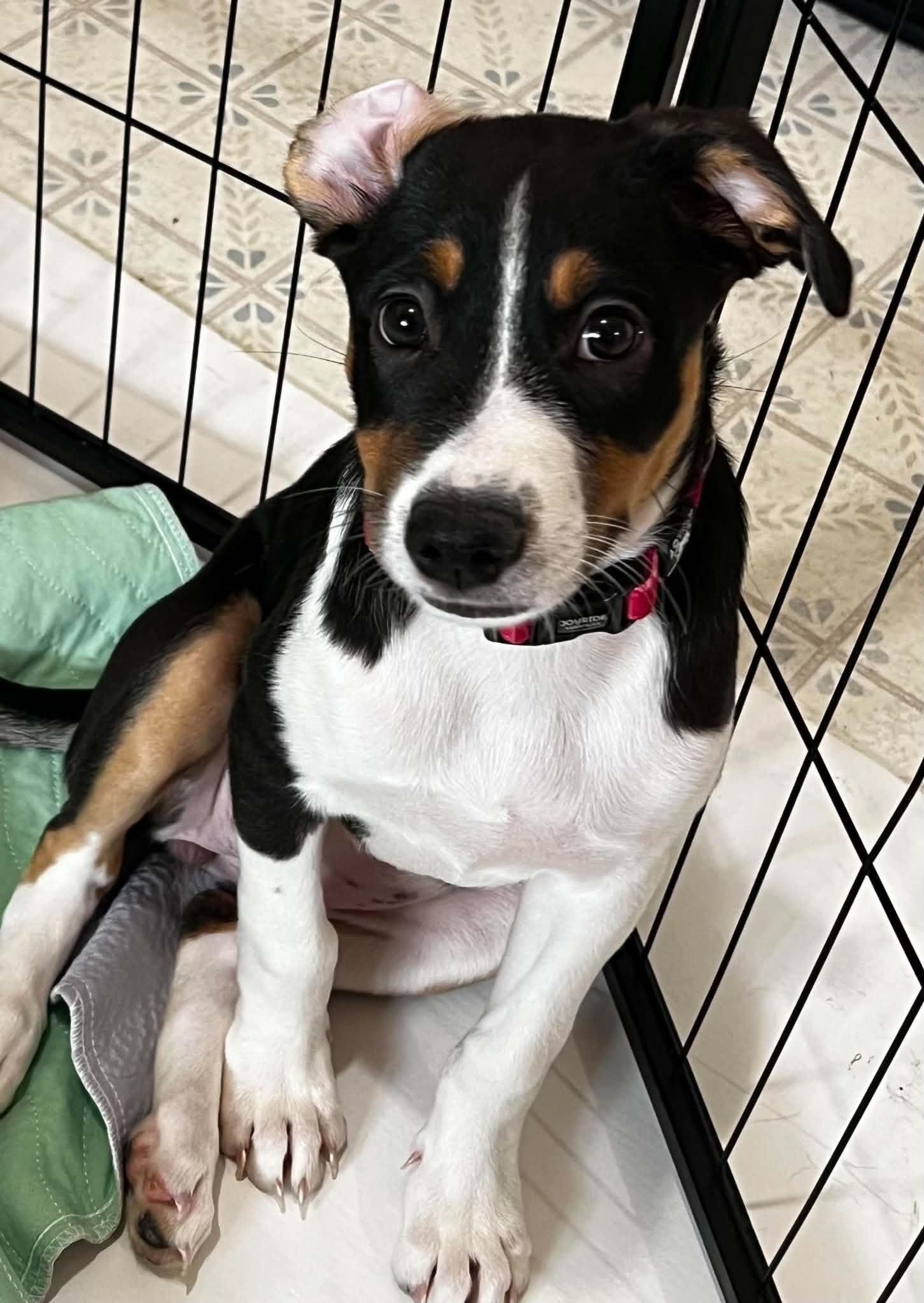 Mitzi, a Adoptable mixed breed in Cedar Rapids, IA image 4/6
