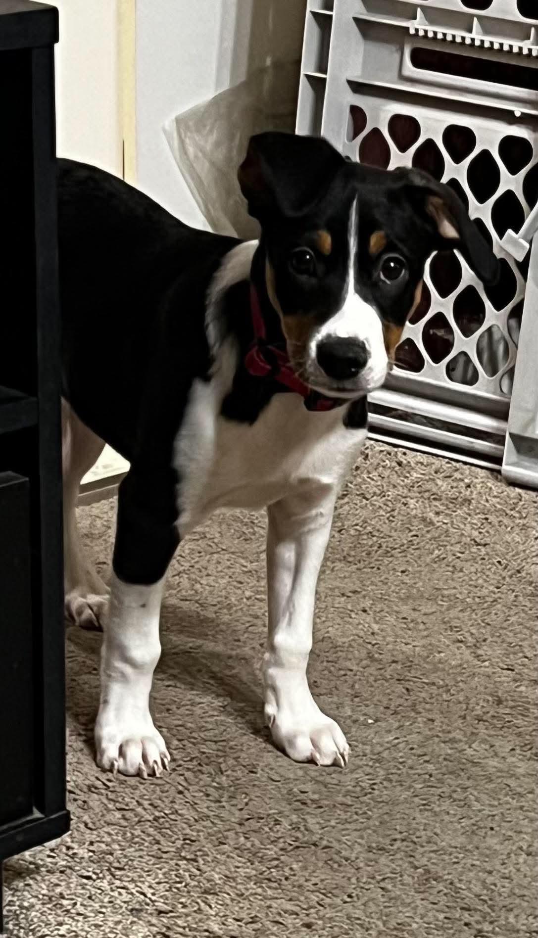 Mitzi, a Adoptable mixed breed in Cedar Rapids, IA image 6/6
