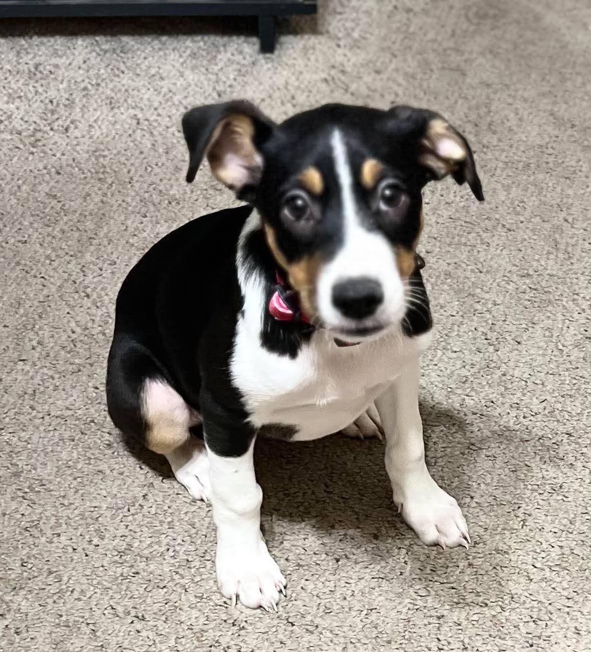Mitzi, a Adoptable mixed breed in Cedar Rapids, IA image 5/6