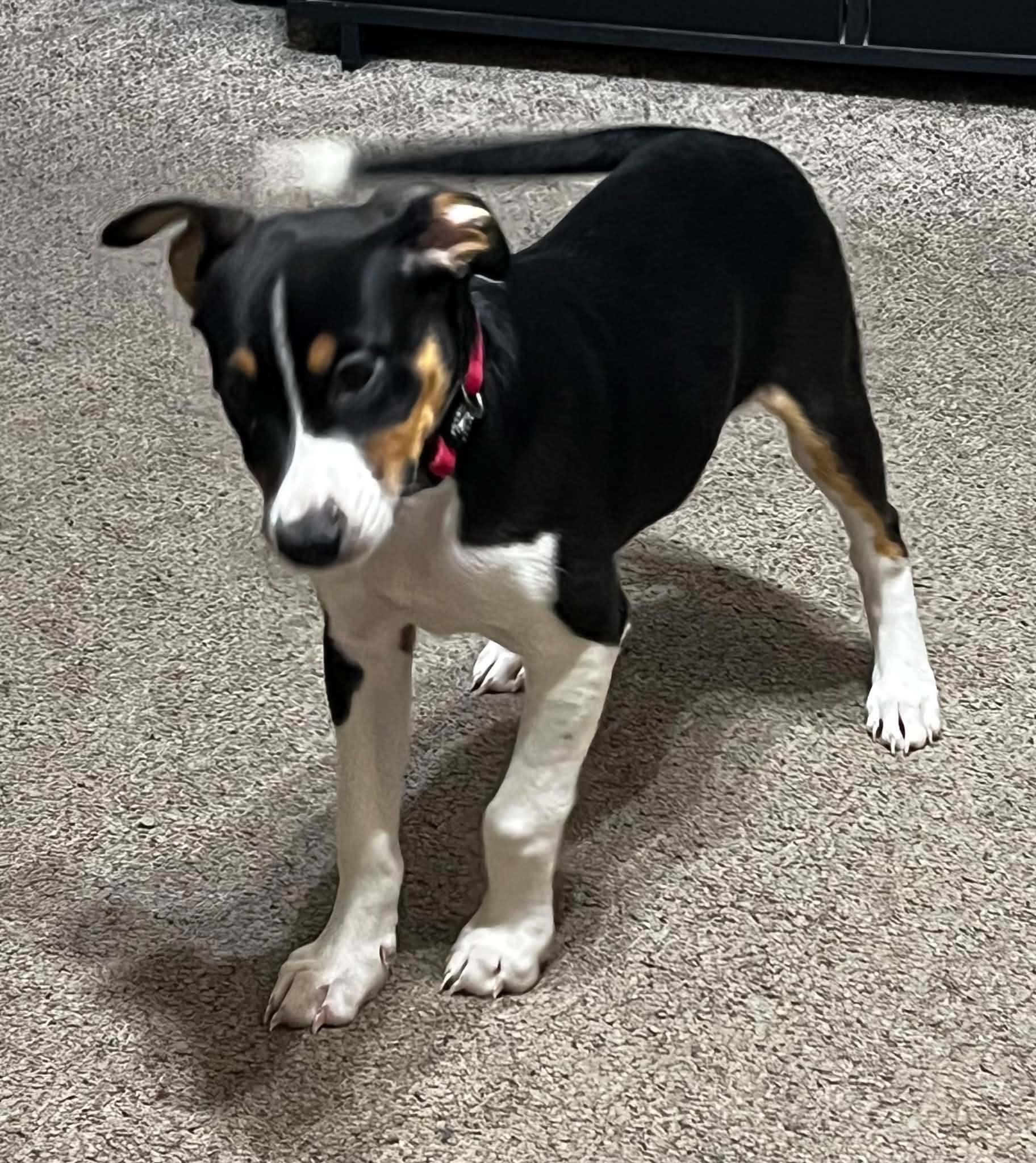 Mitzi, a Adoptable mixed breed in Cedar Rapids, IA image 2/6