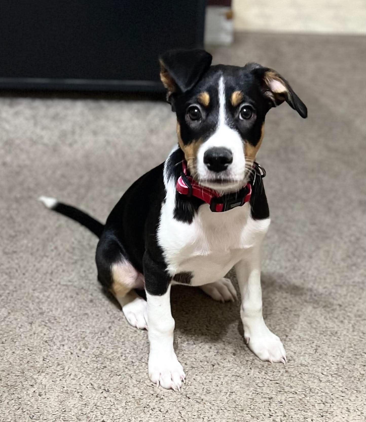 Mitzi, Adoptable, Puppy Female Australian Shepherd & Mixed Breed.