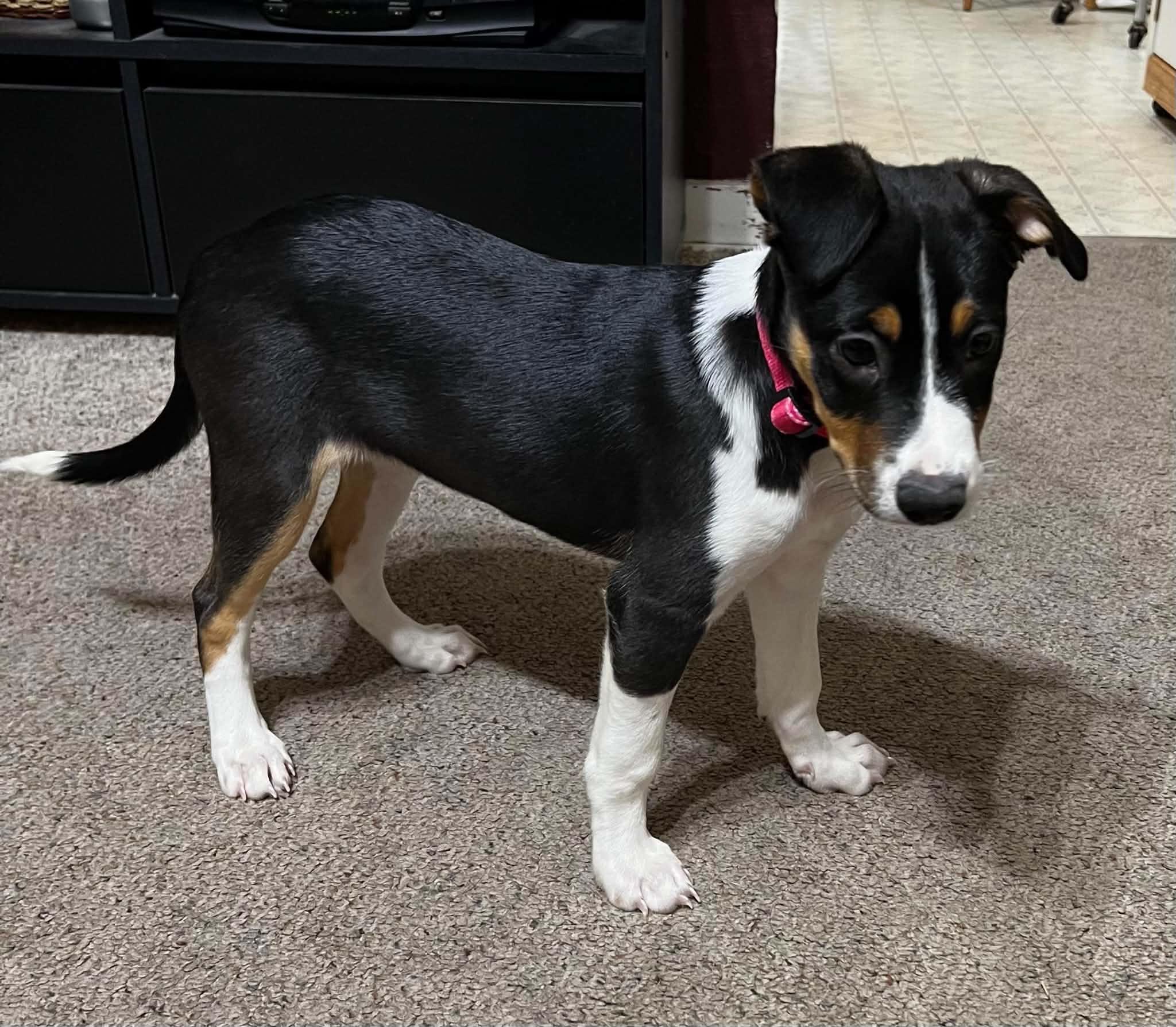 Mitzi, a Adoptable mixed breed in Cedar Rapids, IA image 3/6
