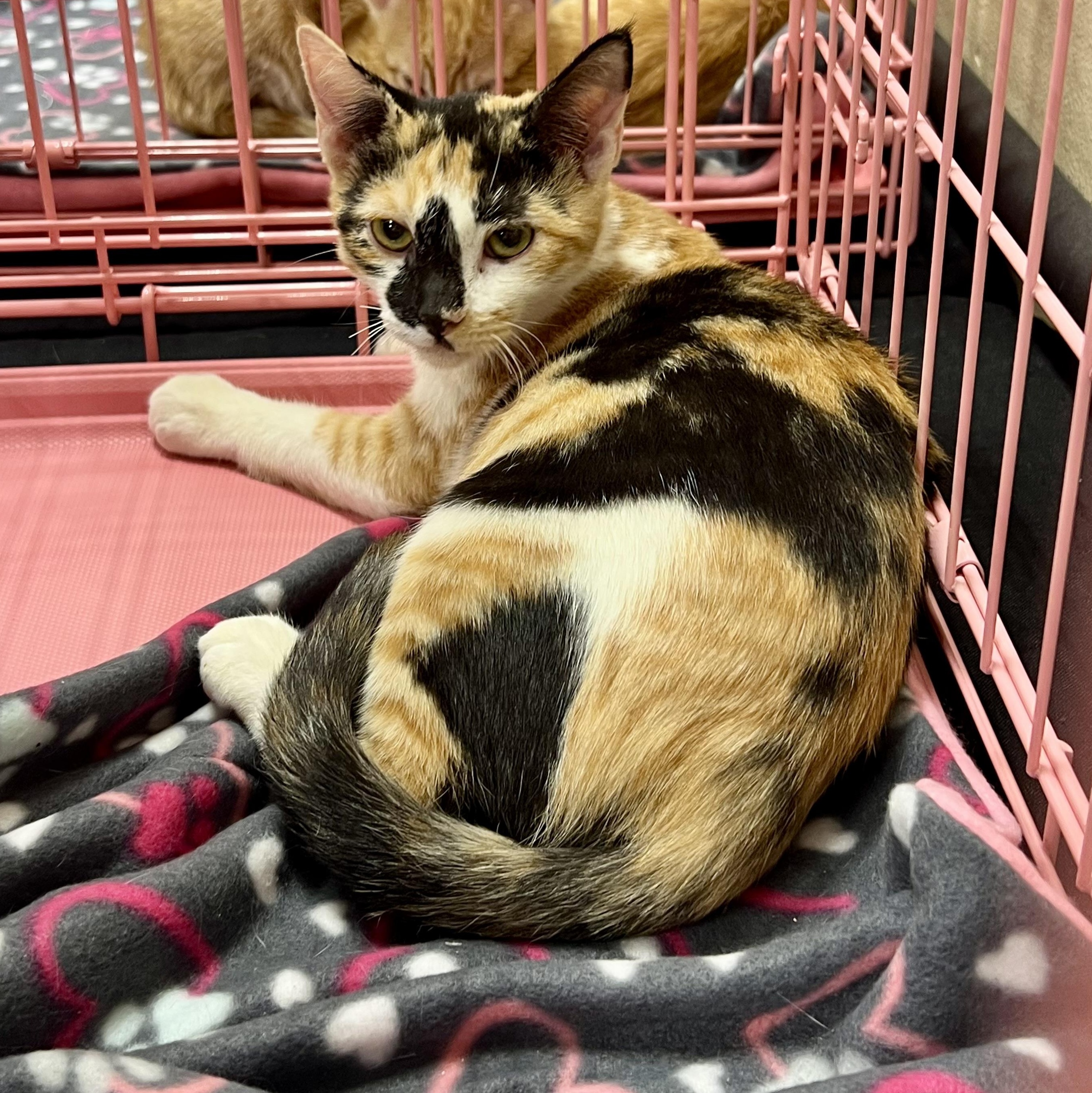 Aprils Cali Single, adopted, Kitten Female Calico.