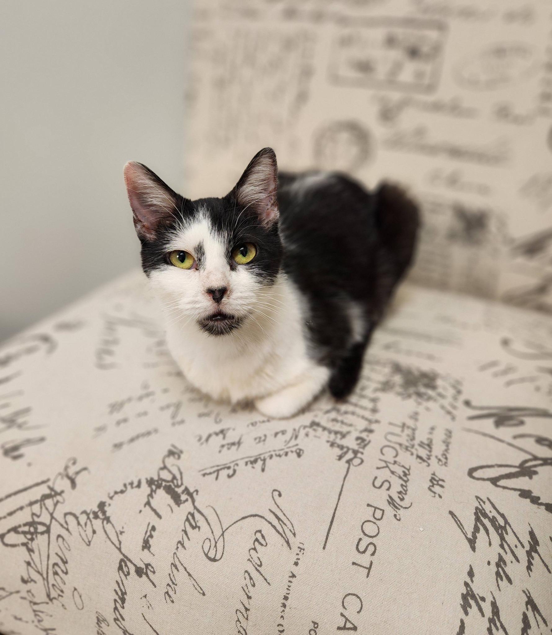 Enlarge LOLA, a ADOPTABLE Domestic Short Hair in Grand Forks, ND image 1/5