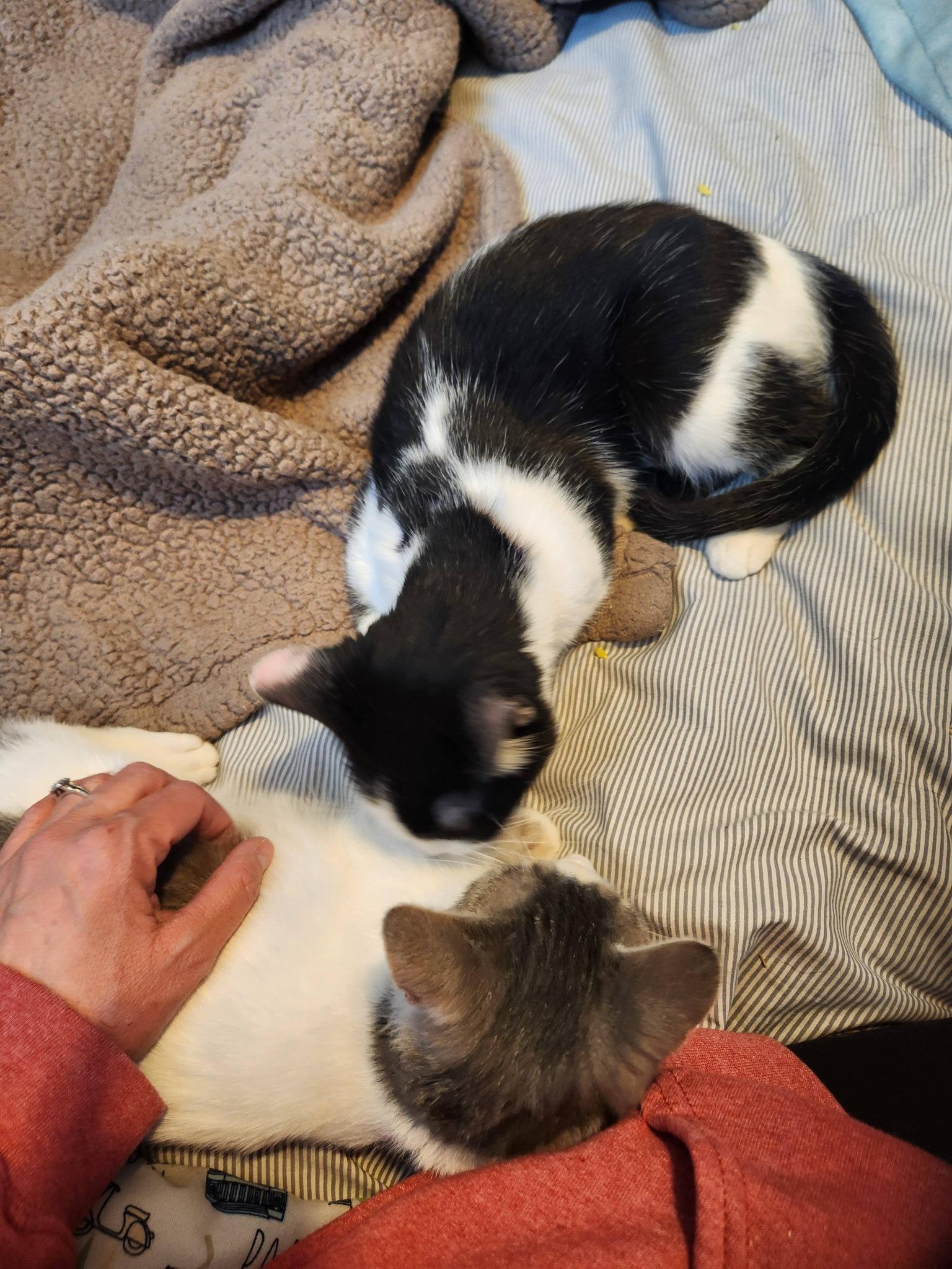 Enlarge LOLA, a ADOPTABLE Domestic Short Hair in Grand Forks, ND image 3/5