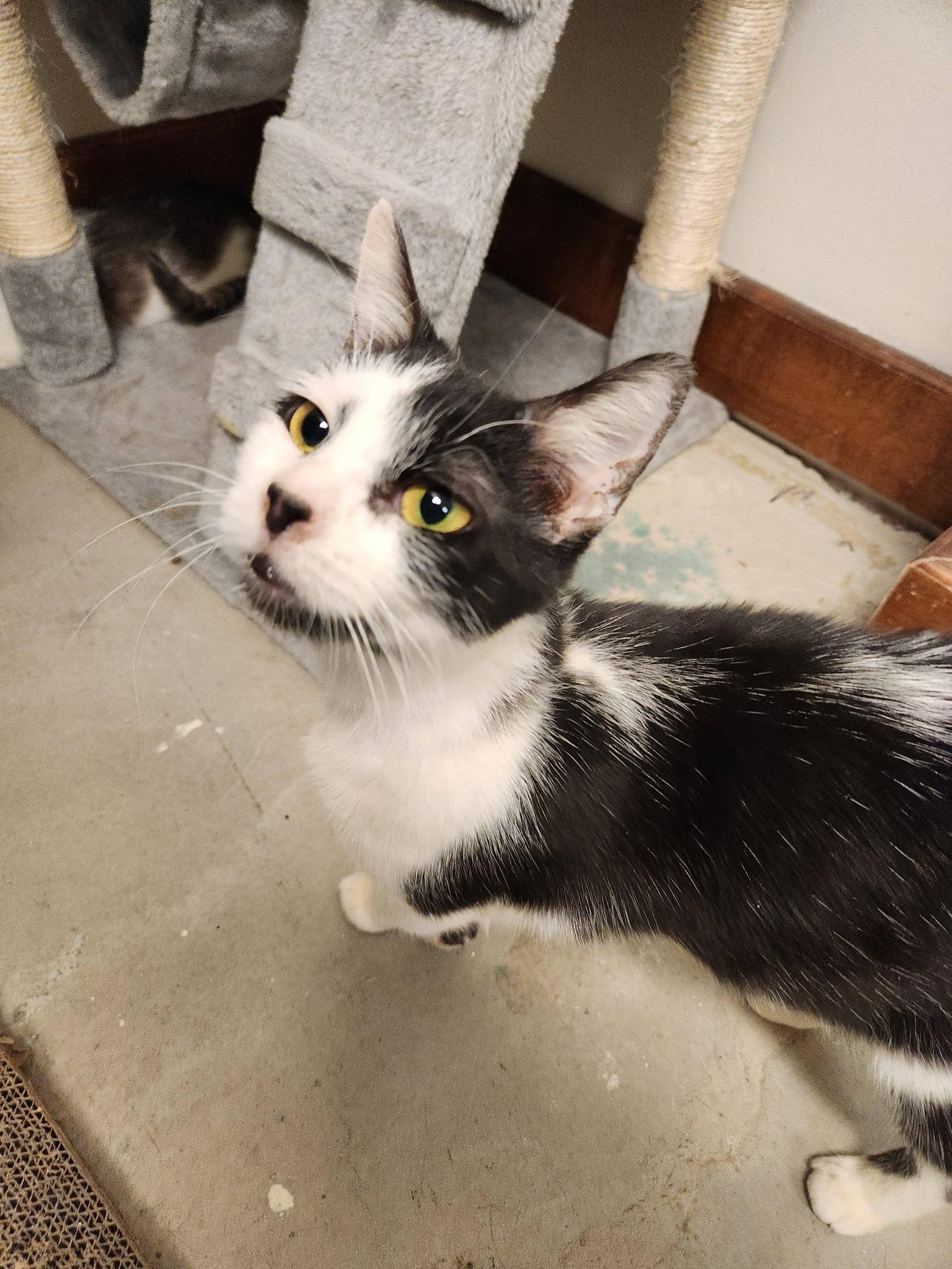 Enlarge LOLA, a ADOPTABLE Domestic Short Hair in Grand Forks, ND image 4/5