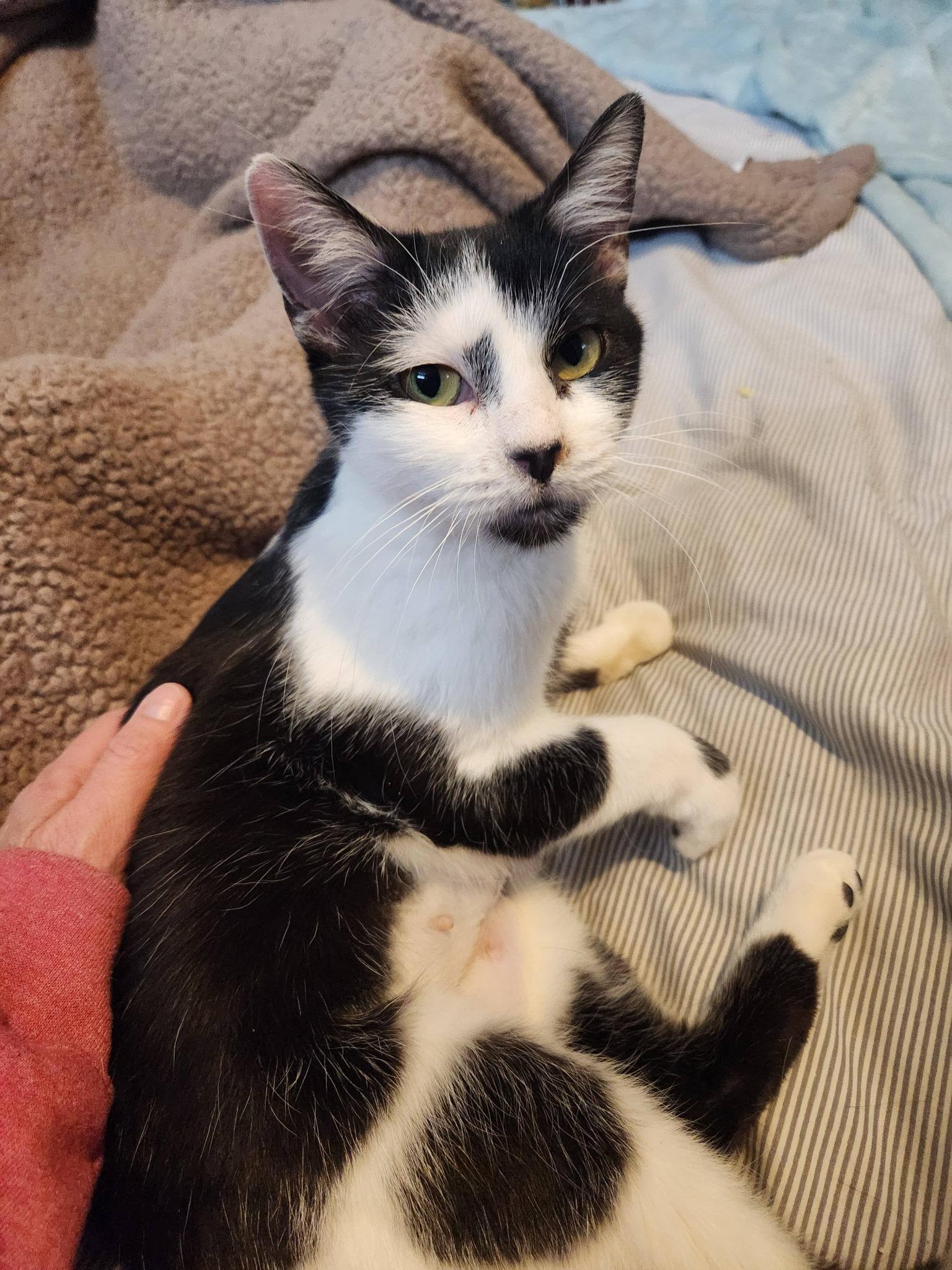 Enlarge LOLA, a ADOPTABLE Domestic Short Hair in Grand Forks, ND image 2/5