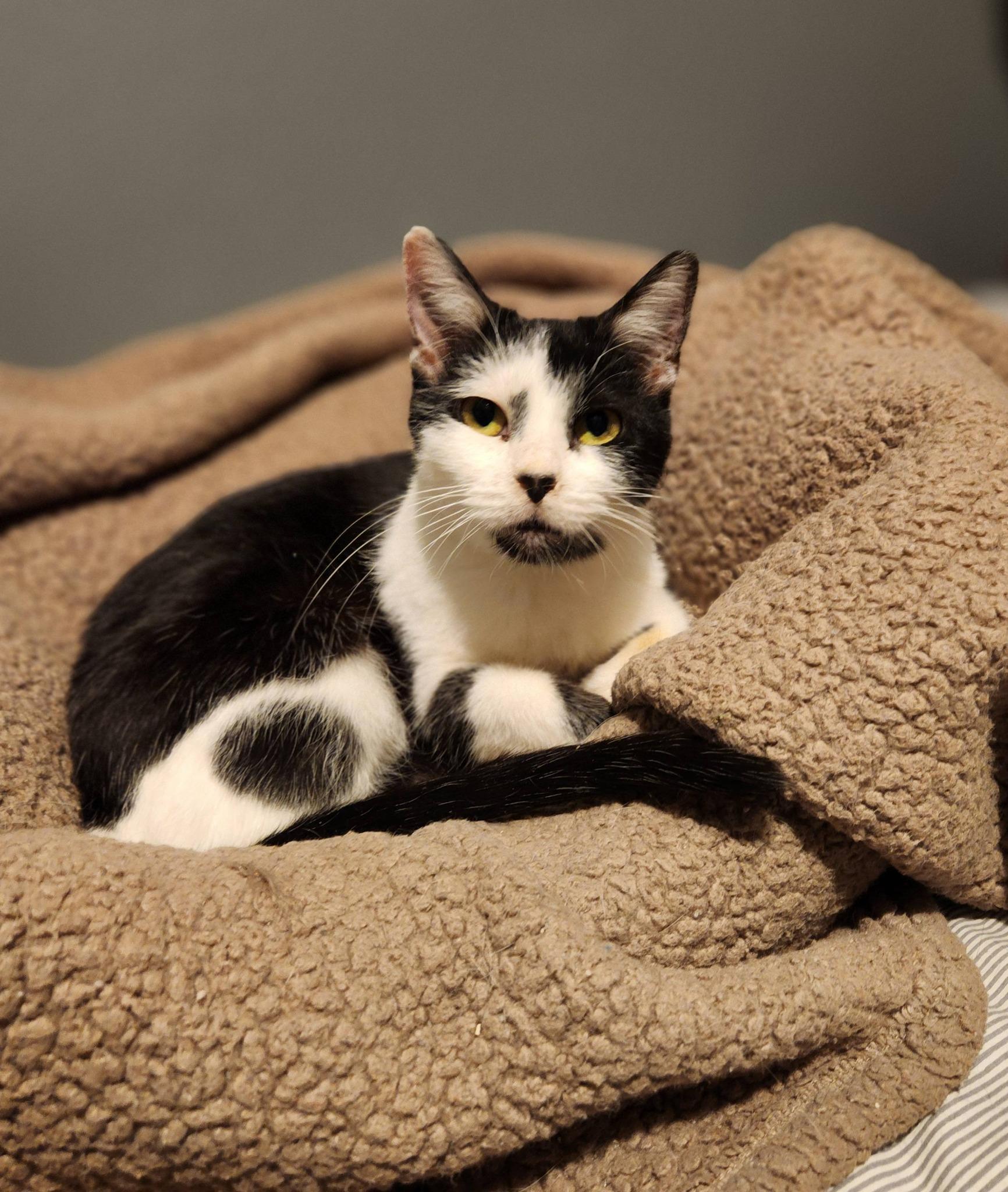 Enlarge LOLA, a ADOPTABLE Domestic Short Hair in Grand Forks, ND image 5/5