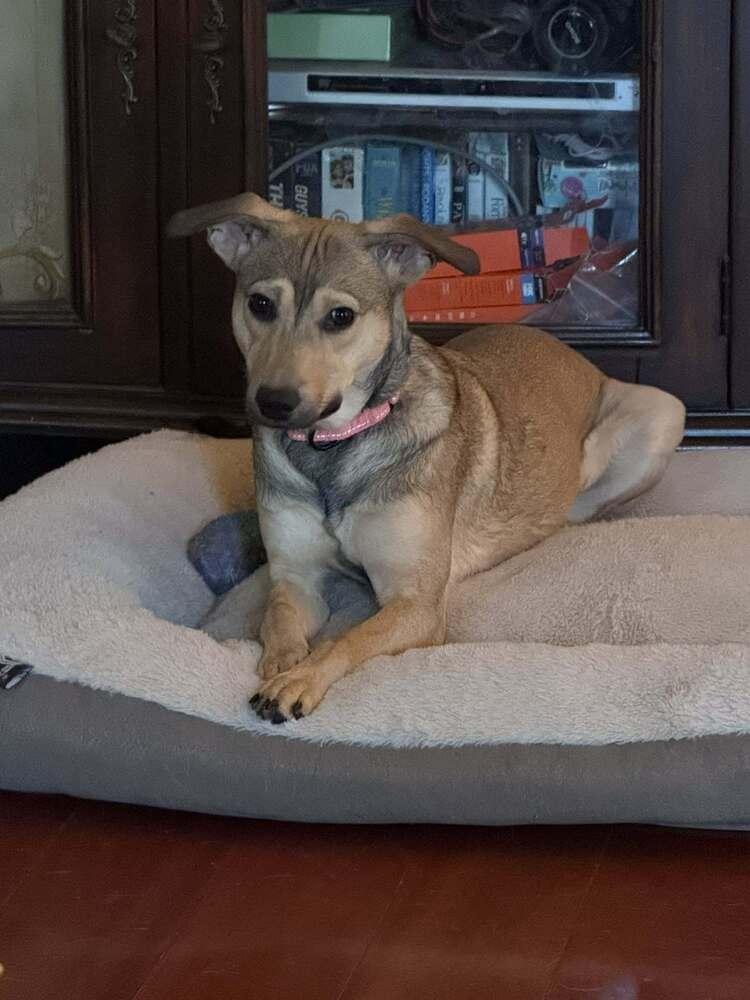 Cami, Adoptable, Puppy Female Retriever.