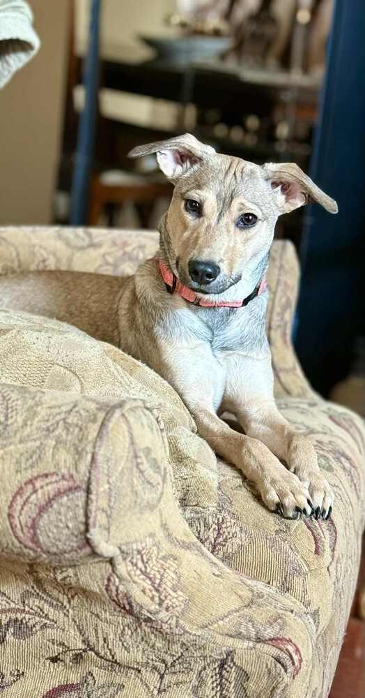 Cami, a Adoptable mixed breed in Valley Stream, NY image 2/6