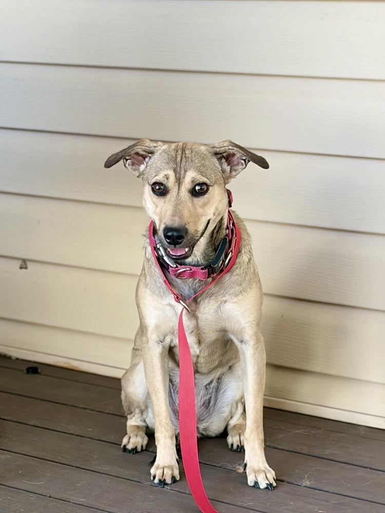 Cami, Adoptable, Adult Female Retriever.