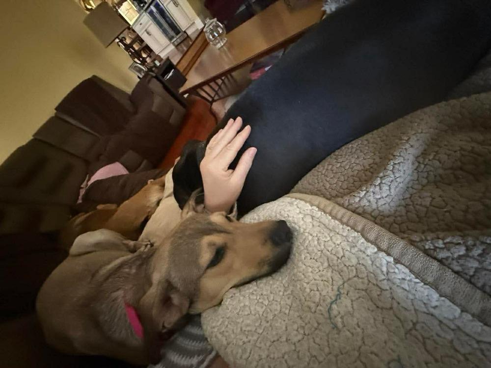 Enlarge Cami, a Adoptable mixed breed in Valley Stream, NY image 2/6