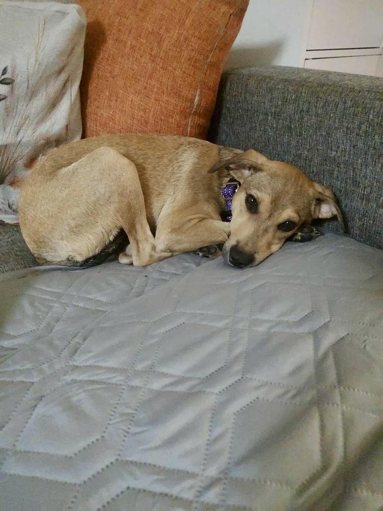 Enlarge Cami, a Adoptable mixed breed in Valley Stream, NY image 2/6