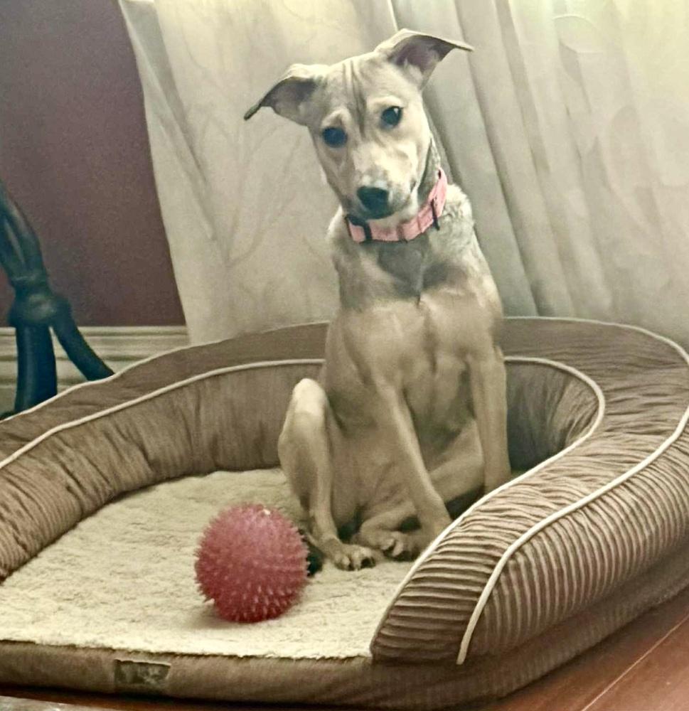 Enlarge Cami, a Adoptable mixed breed in Valley Stream, NY image 3/6