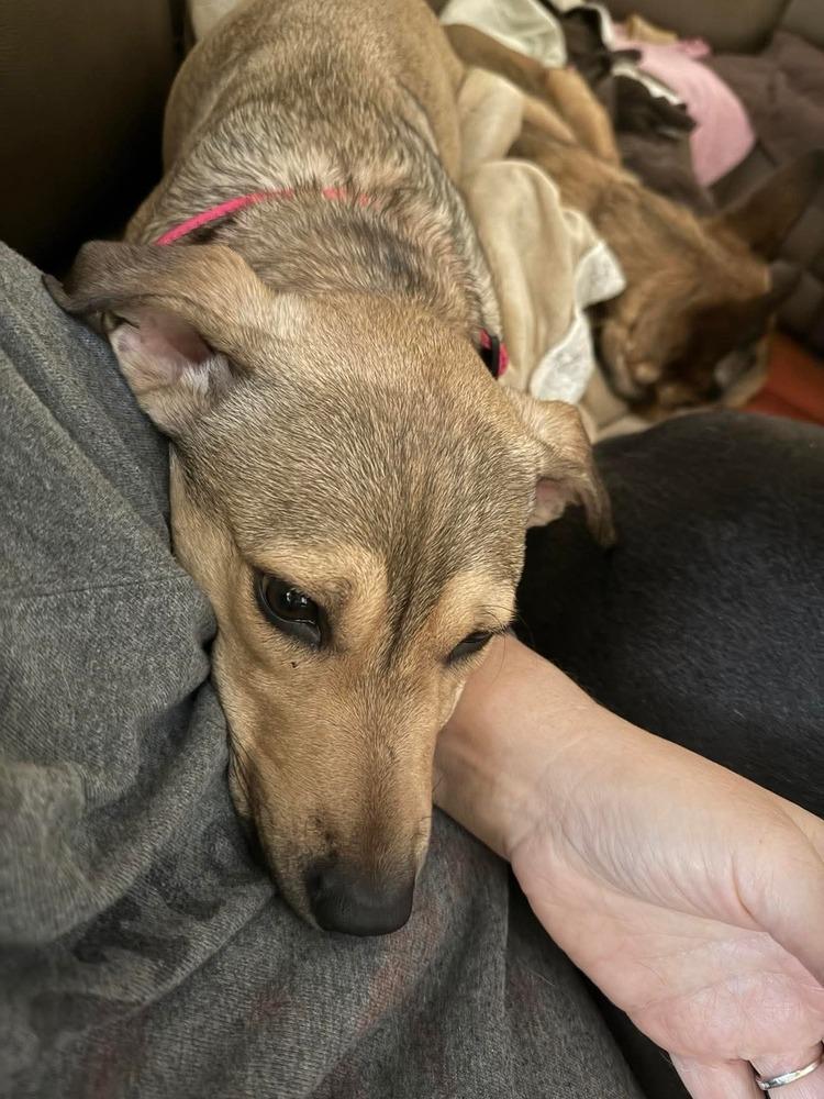 Enlarge Cami, a Adoptable mixed breed in Valley Stream, NY image 3/6