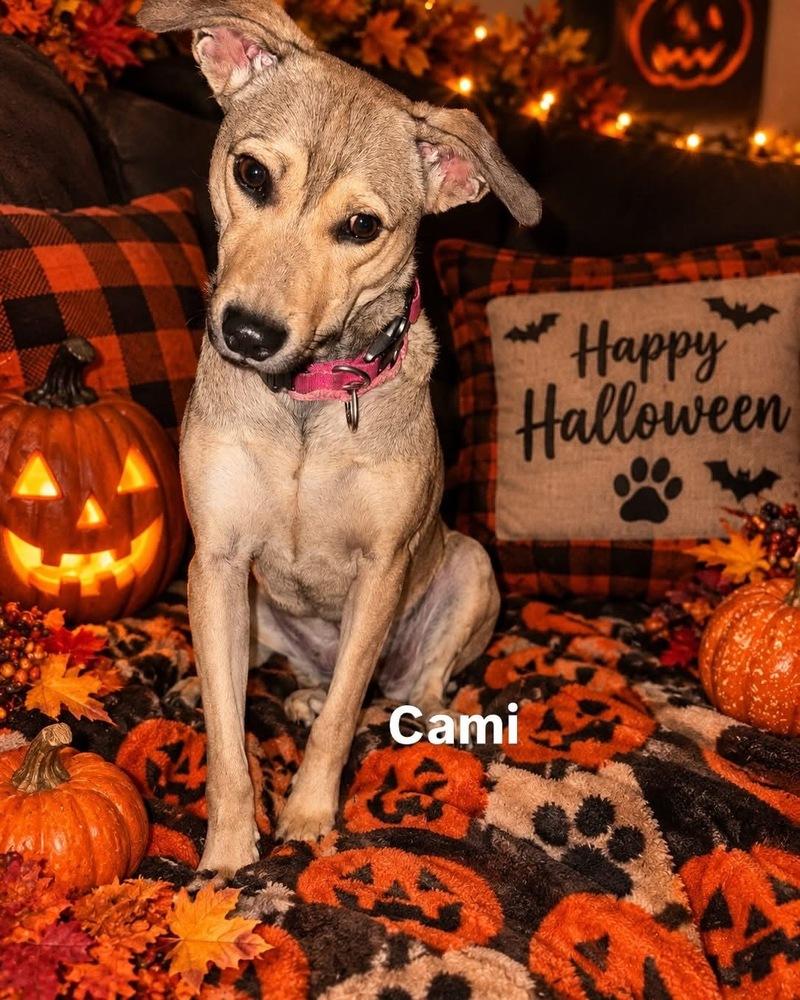 Enlarge Cami, a Adoptable mixed breed in Valley Stream, NY image 2/6