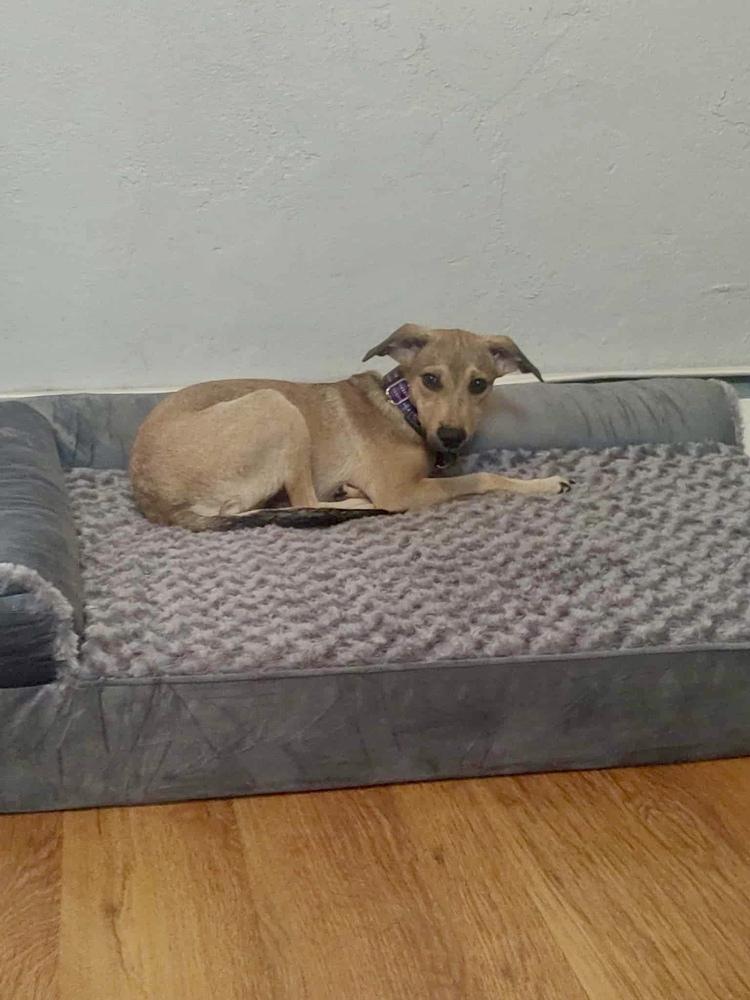 Enlarge Cami, a Adoptable mixed breed in Valley Stream, NY image 4/6