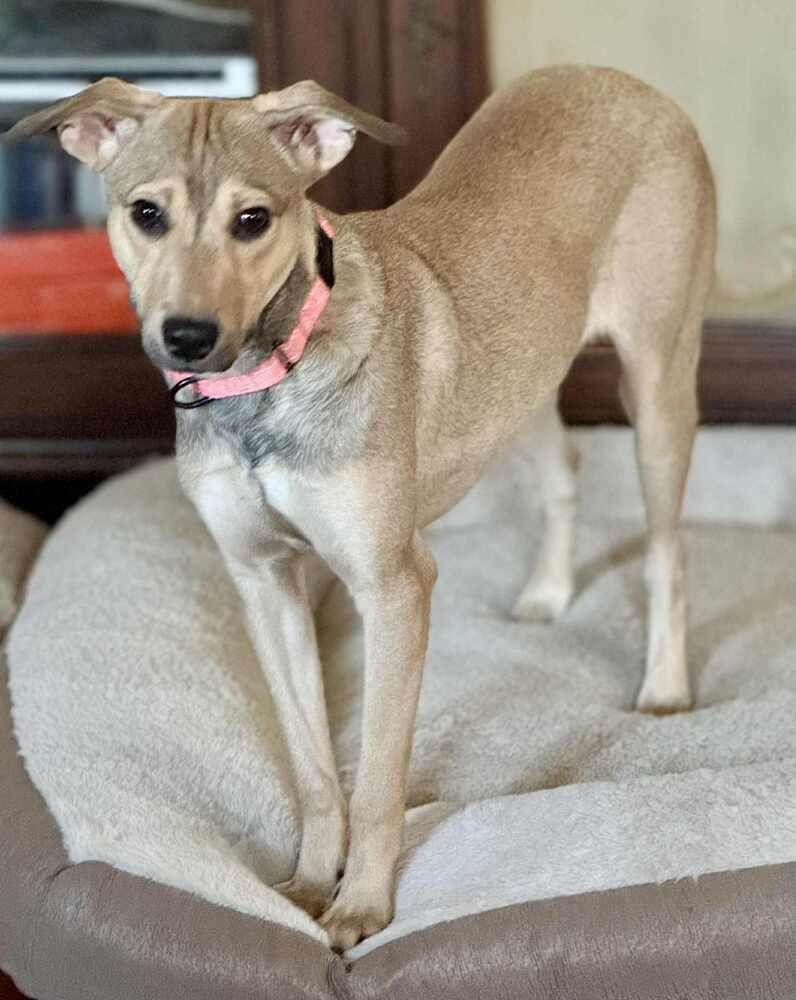 Enlarge Cami, a Adoptable mixed breed in Valley Stream, NY image 5/6