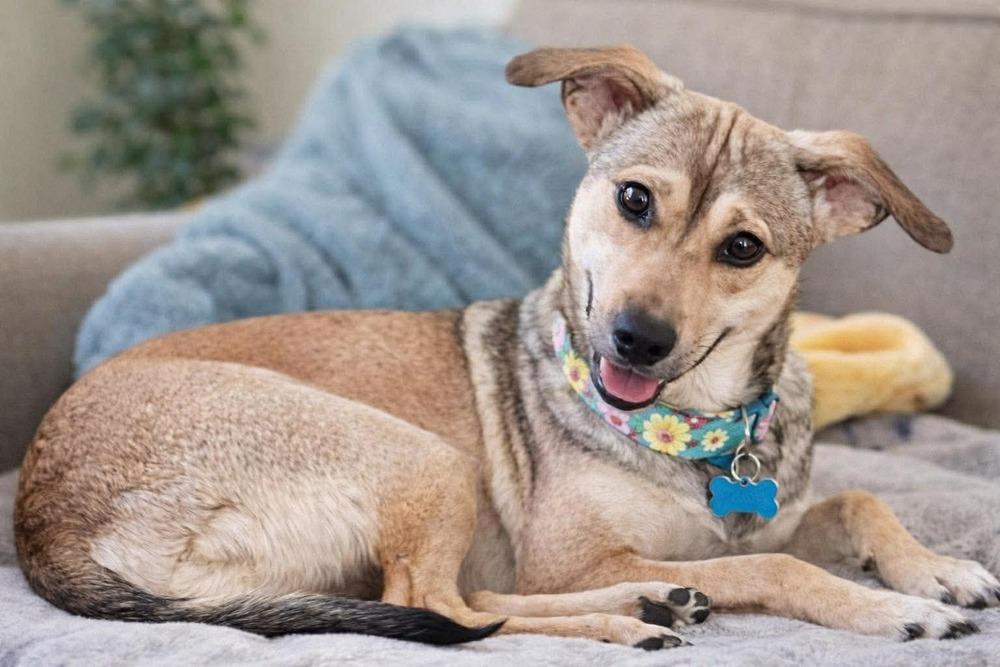 Enlarge Cami, a Adoptable mixed breed in Valley Stream, NY image 5/6