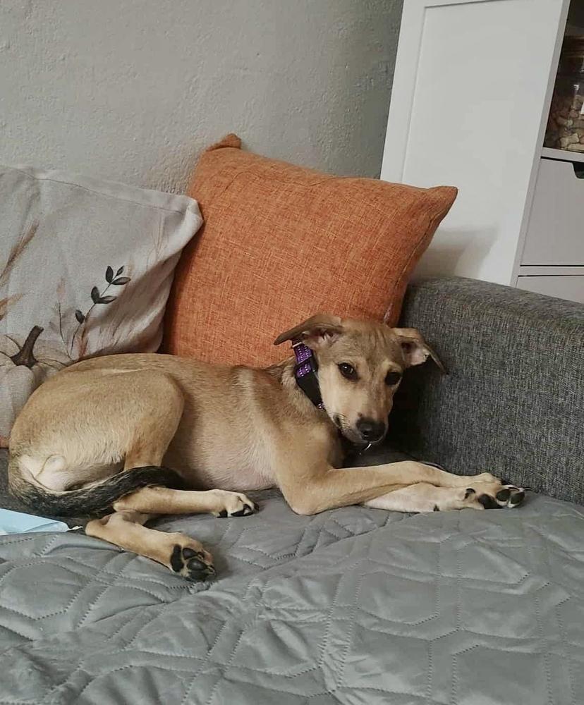 Enlarge Cami, a Adoptable mixed breed in Valley Stream, NY image 5/6