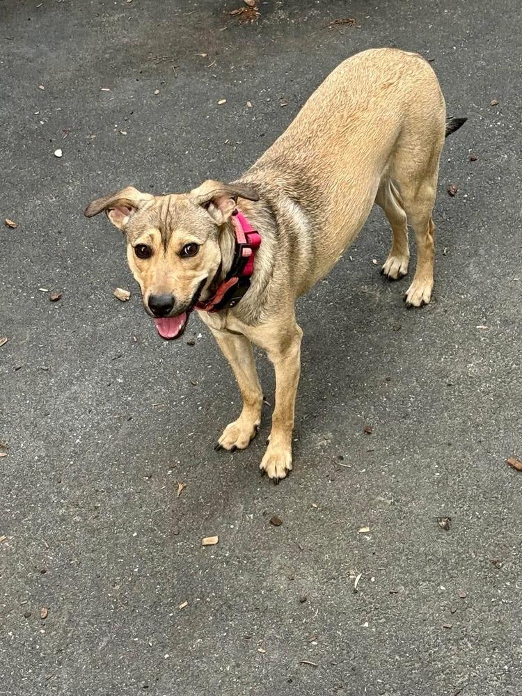 Enlarge Cami, a Adoptable mixed breed in Valley Stream, NY image 3/6
