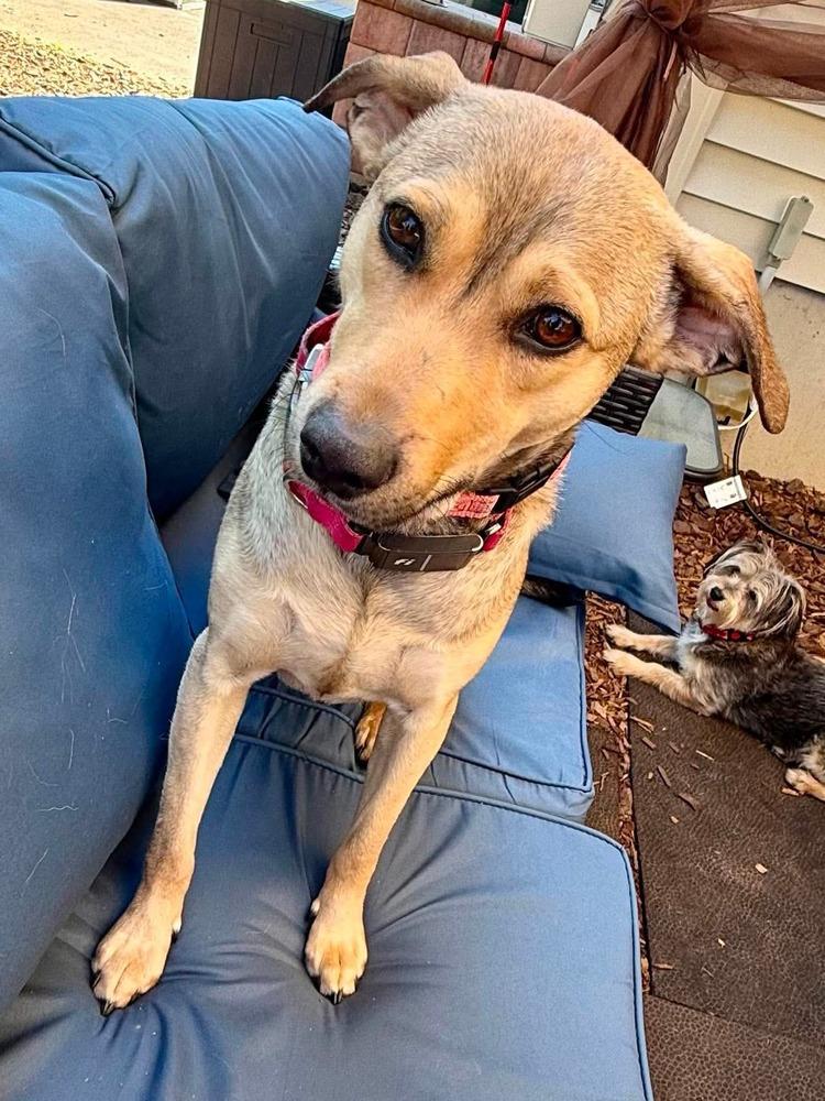 Cami, a Adoptable mixed breed in Valley Stream, NY image 3/6