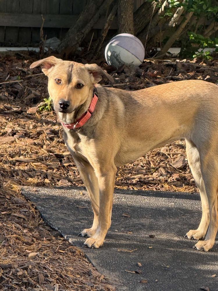 Enlarge Cami, a Adoptable mixed breed in Valley Stream, NY image 4/6