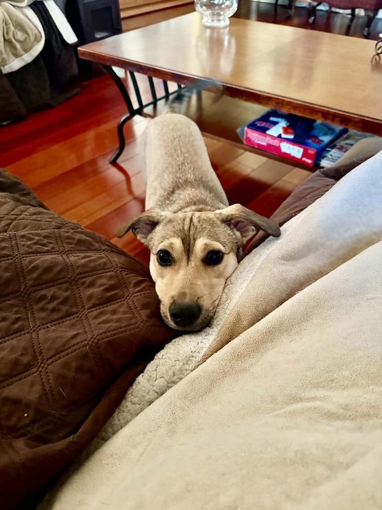 Enlarge Cami, a Adoptable mixed breed in Valley Stream, NY image 5/6