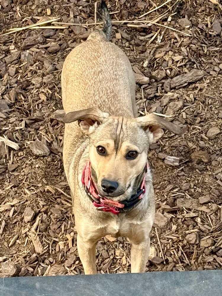 Enlarge Cami, a Adoptable mixed breed in Valley Stream, NY image 6/6