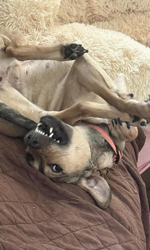 Enlarge Cami, a Adoptable mixed breed in Valley Stream, NY image 6/6