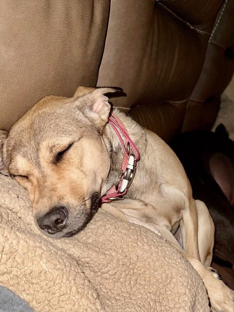 Enlarge Cami, a Adoptable mixed breed in Valley Stream, NY image 6/6